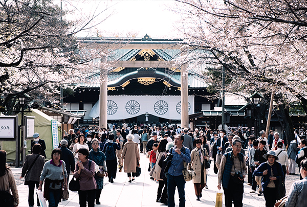 Văn hóa thưởng hoa anh đào mùa xuân tại Nhật Bản